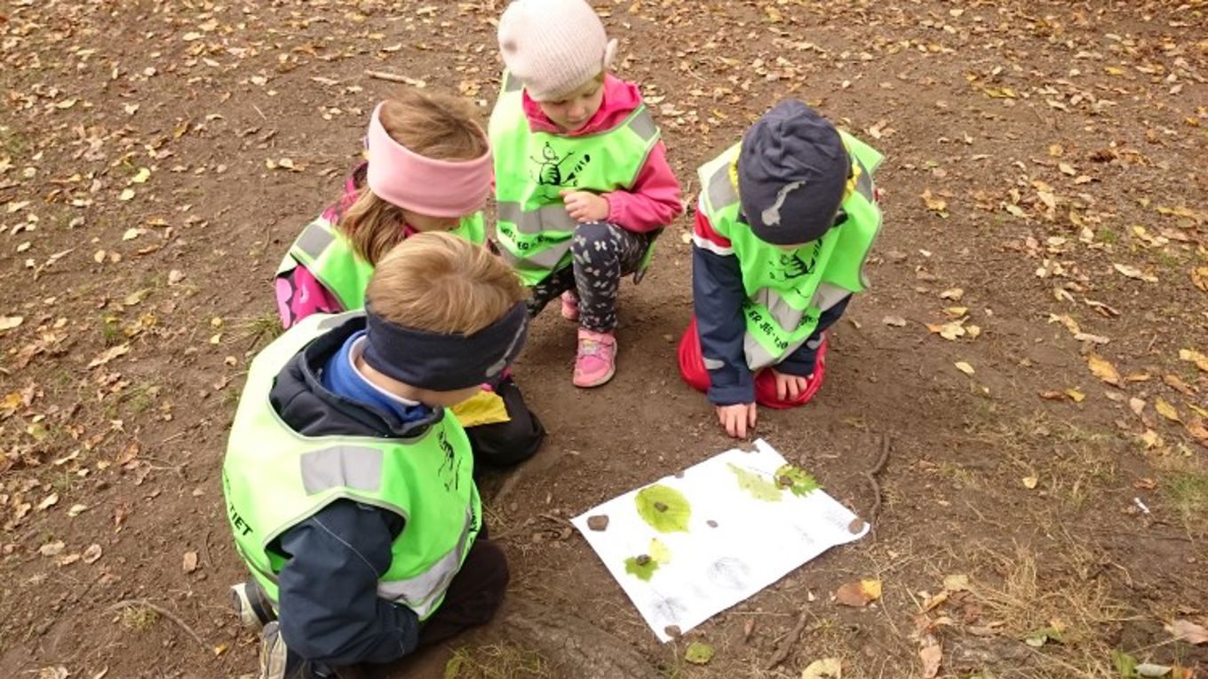 1 b har hatt gruppeoppgave og lett etter blader fra løvtrær og bartrær i skogen