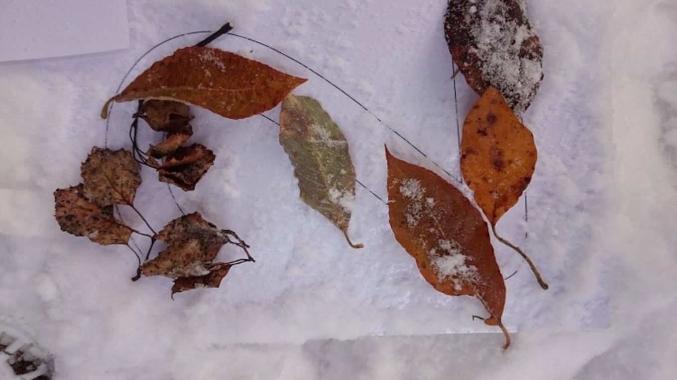 Foto: Elevene lager tall av naturmateriale. Elevene lager tall av naturmateriale.