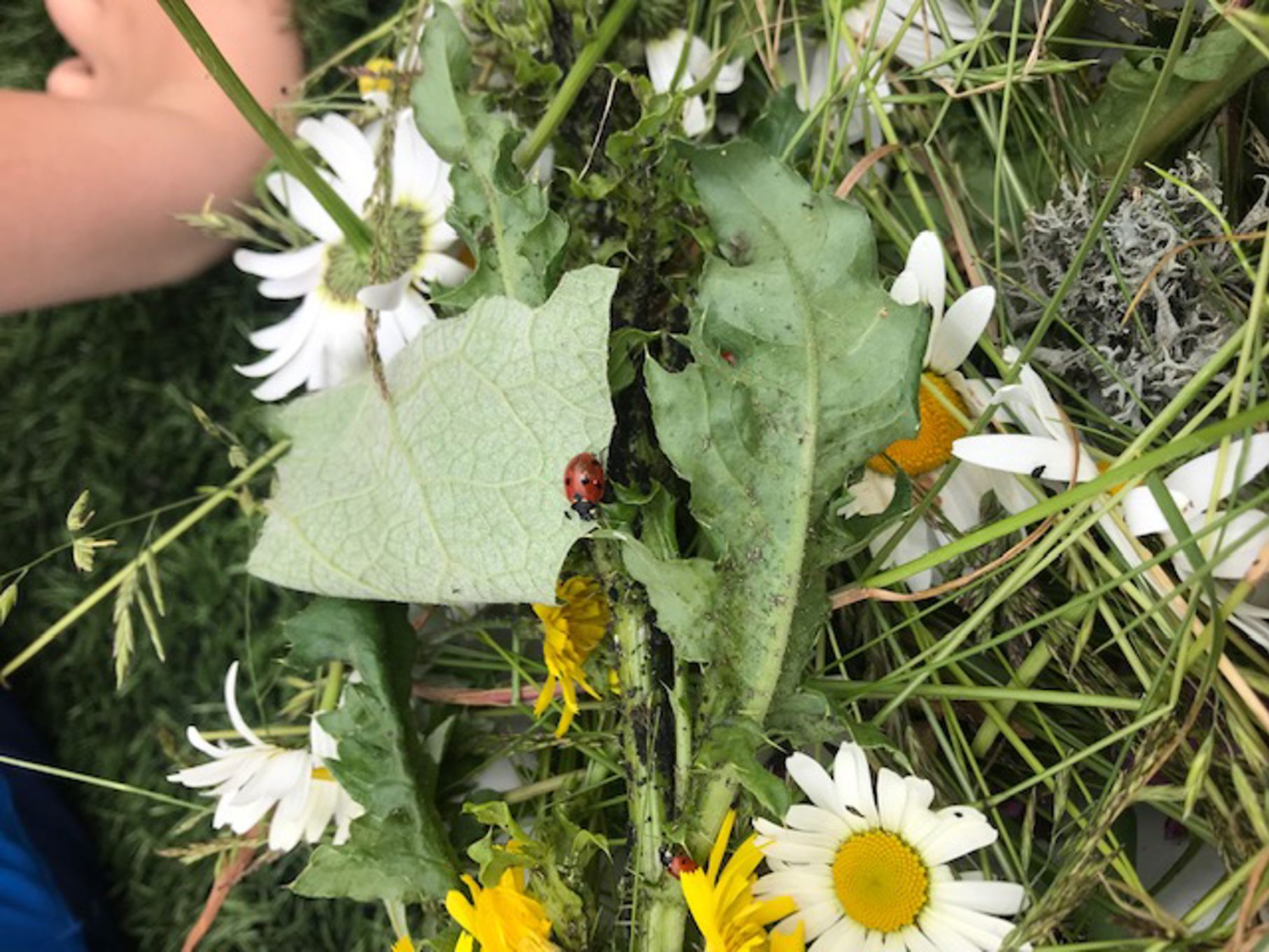 Foto: Aktivitetsdag og marihøne Aktivitetsdag