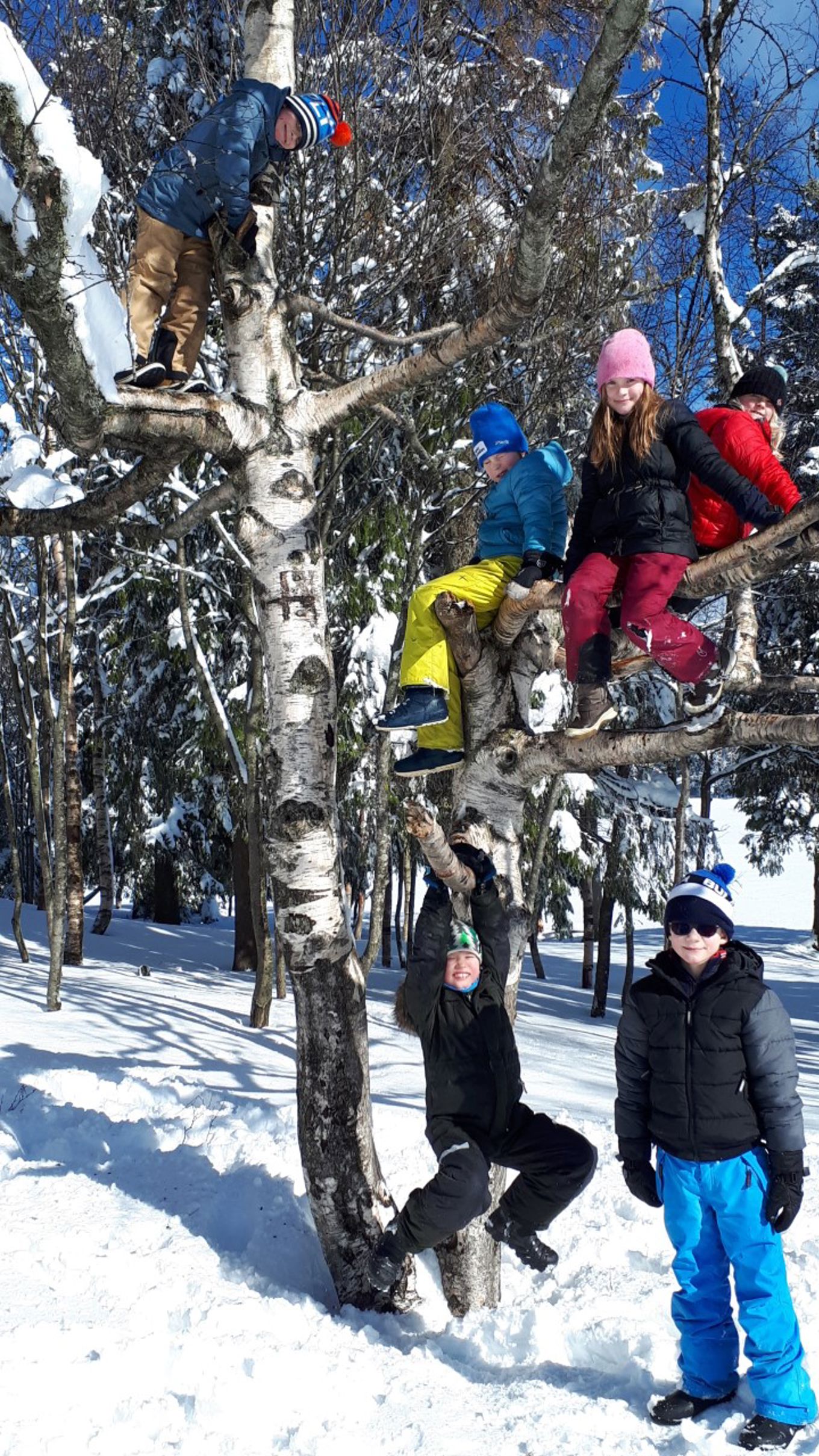 Naturlig klatrestativ